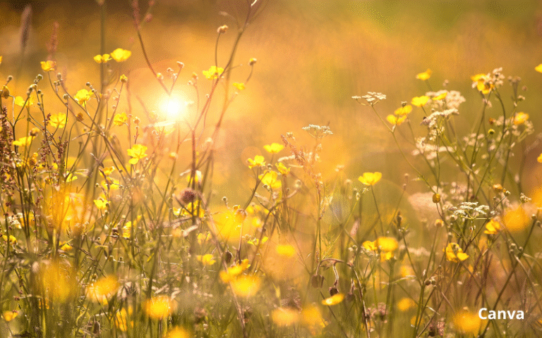 Времето тази седмица – от всичко по малко