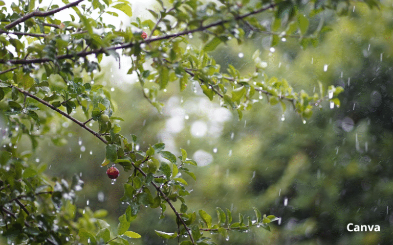 Пороен дъжд понижи температурите и забави трафика край Чирпан