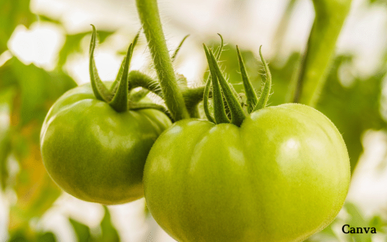 Мариновани зелени домати – свежа зимна идея