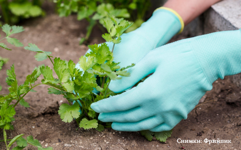 Зеленчукът, който е препоръчително да засеете на закрито през януари