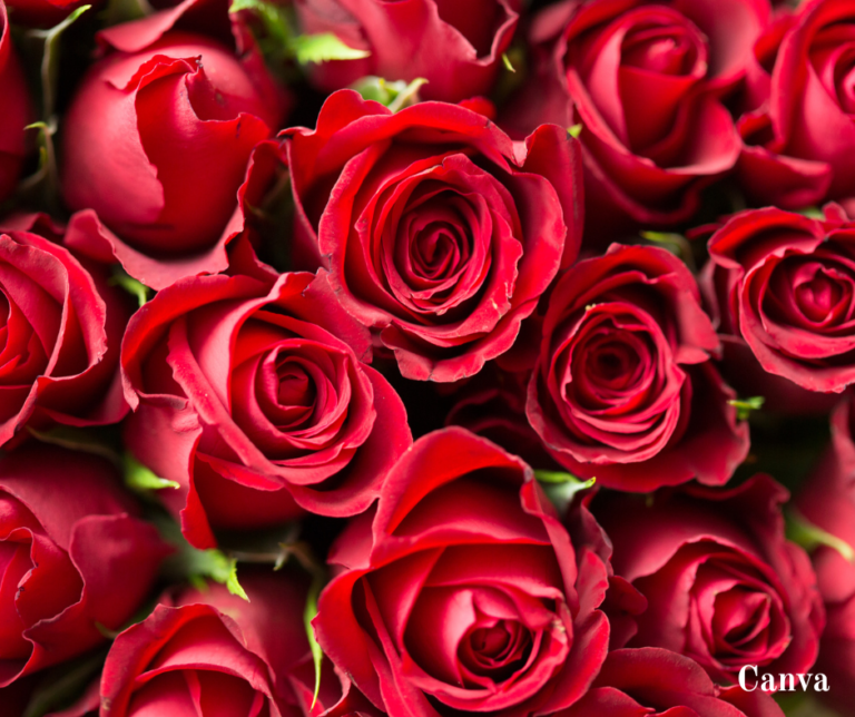 Романтичното риалити „Ергенът“ тръгва скоро в ефир